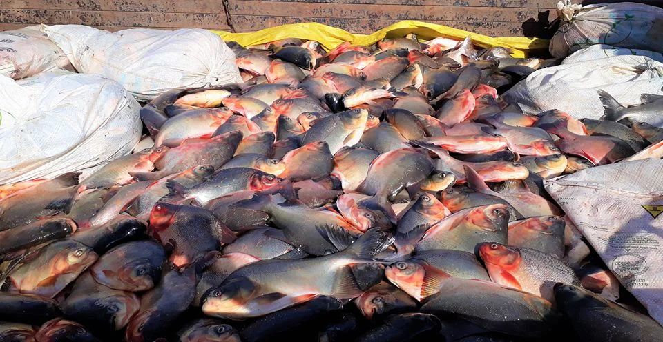 Peixes para entregar para o povo 