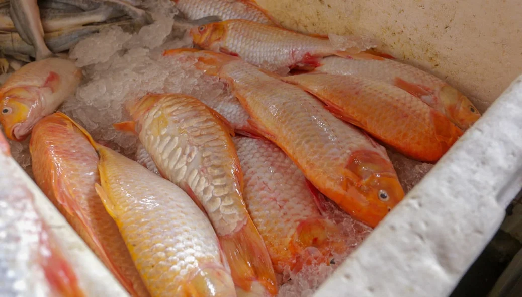 Peixe para semana santa 
