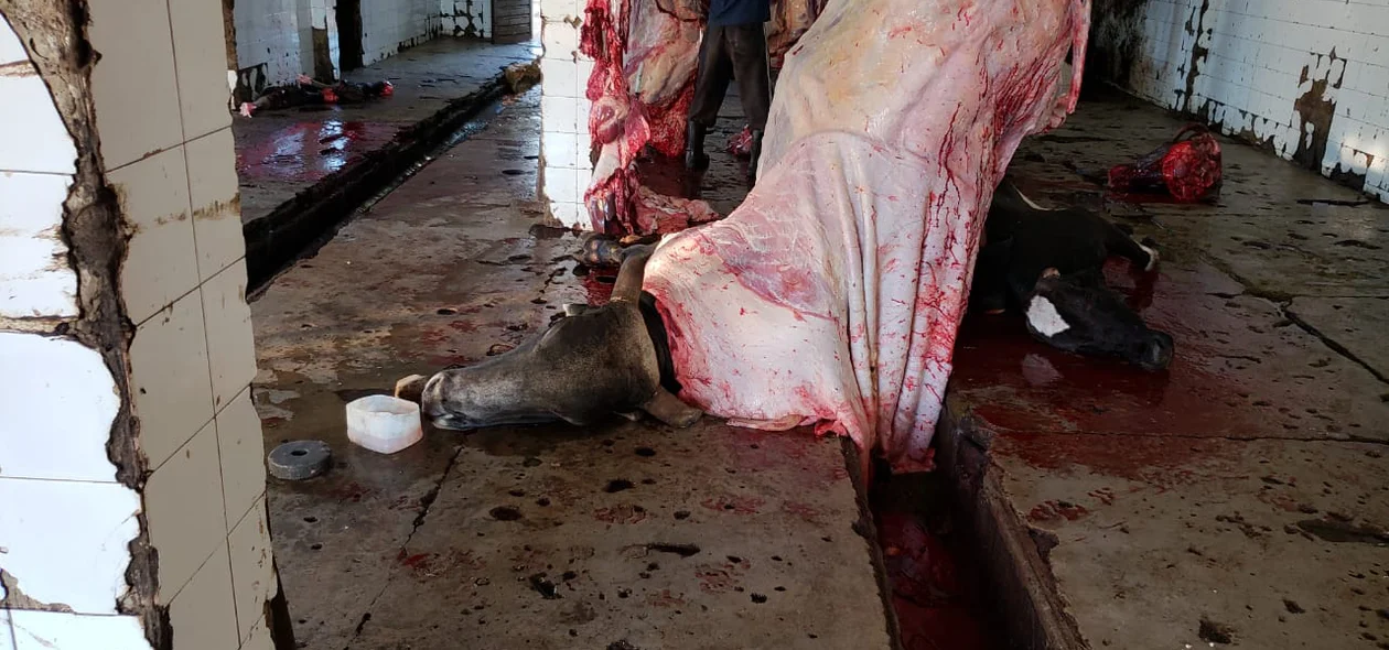 Cerca de 20 animais são abatidos por dia no matadouro