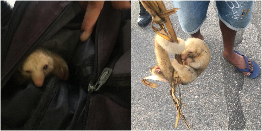 Tamanduá, que estava amarrado dentro de mochila, é resgatado.