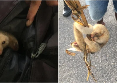 Tamanduá, que estava amarrado dentro de mochila, é resgatado.