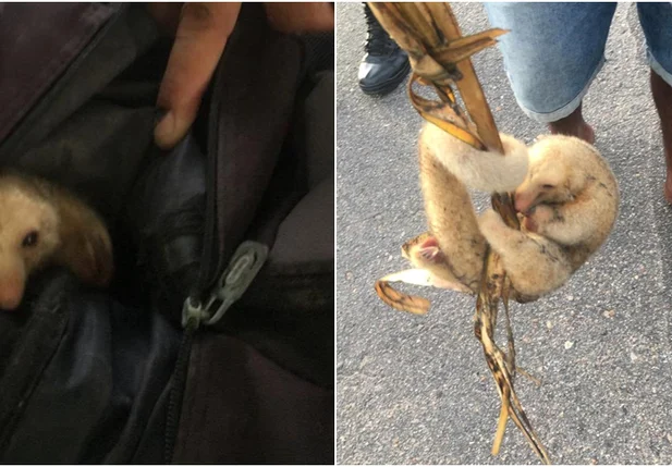 Tamanduá, que estava amarrado dentro de mochila, é resgatado.