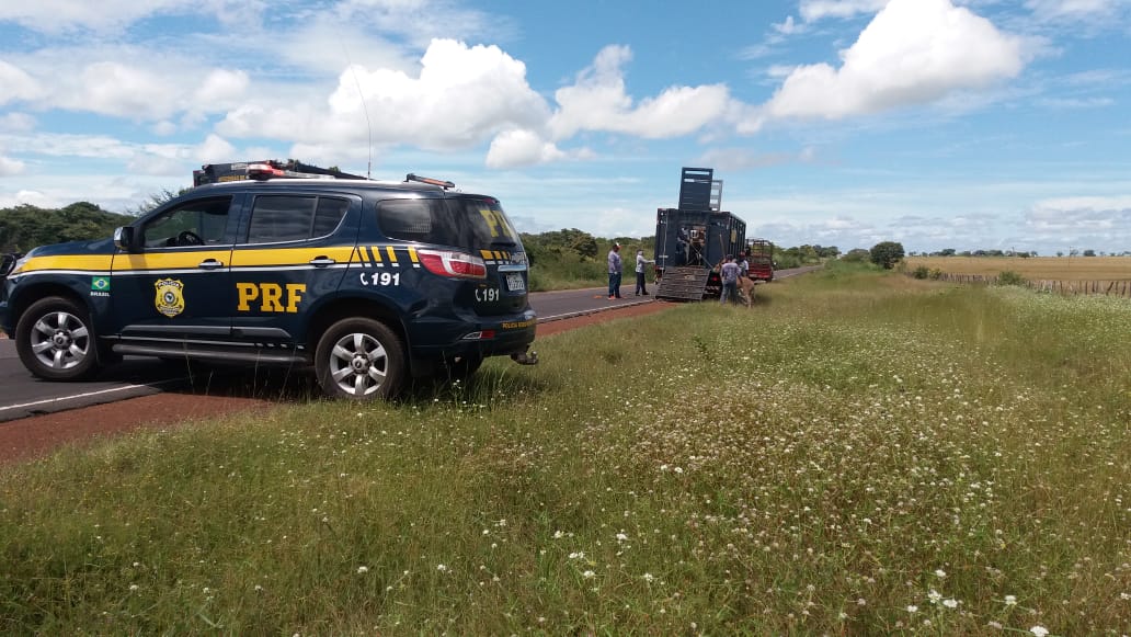 Operação da Polícia Rodoviária Federal no Piauí apreende animais