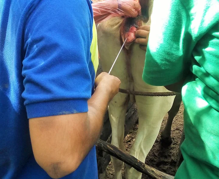 Inseminação artificial em bovinos