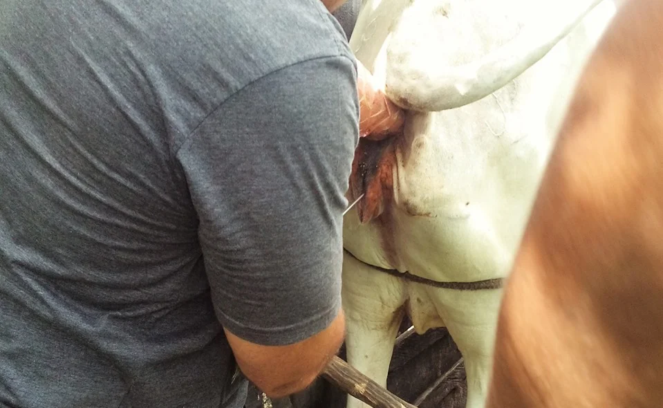 Inseminação artificial 