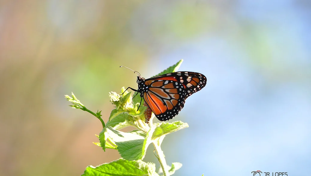 Borboleta 