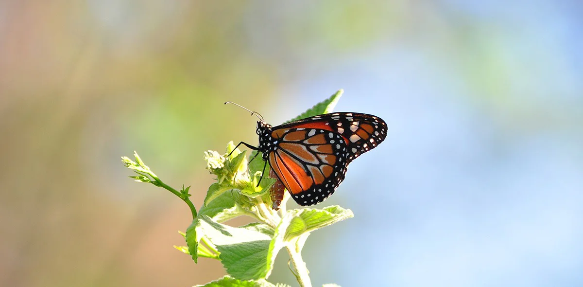 Borboleta 