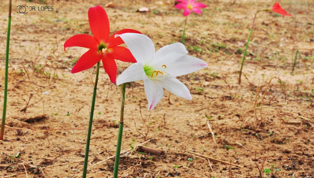 Detalhes das flores 