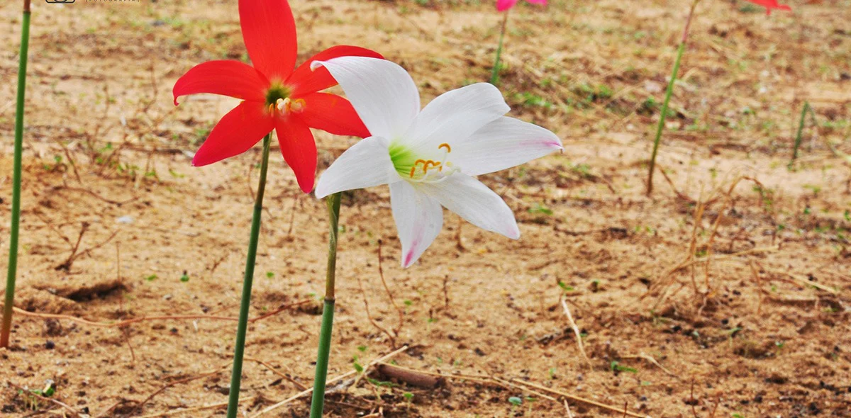 Detalhes das flores 