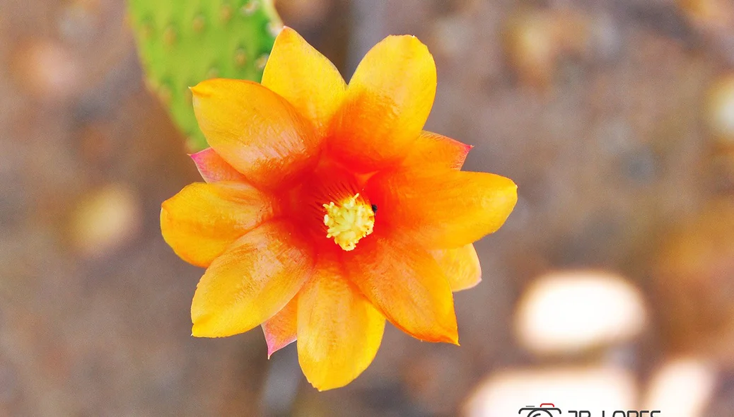 Flor 