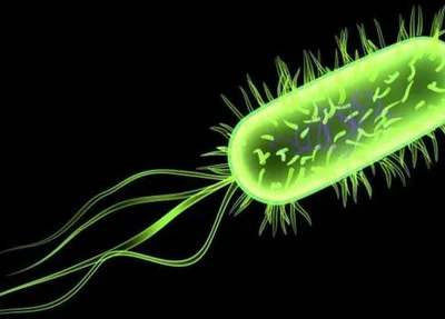 Bactéria Escherichia coli