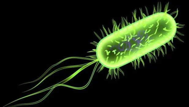 Bactéria Escherichia coli