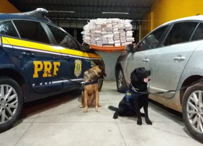 Cães farejadores encontraram drogas em veículos