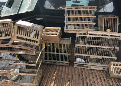 Animais apreendidos