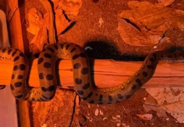 Cobra fêmea engravidou de si mesma