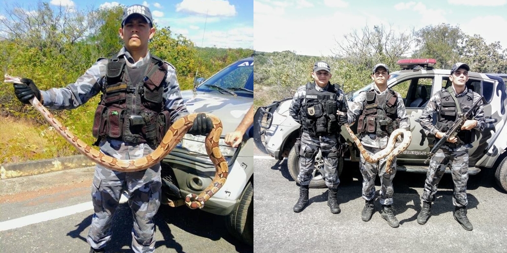 Policiais militares realizam captura de jiboia em Valença