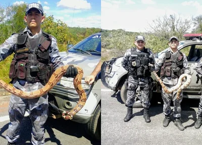 Policiais militares realizam captura de jiboia em Valença