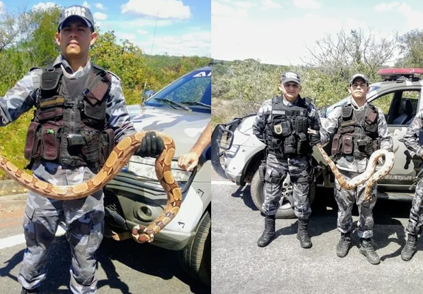 Policiais militares realizam captura de jiboia em Valença