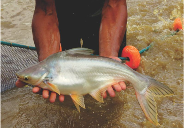 Peixe 