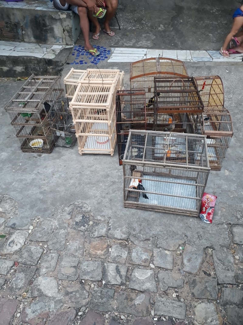 Pássaros apreendidos
