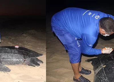 Tartaruga encontrada