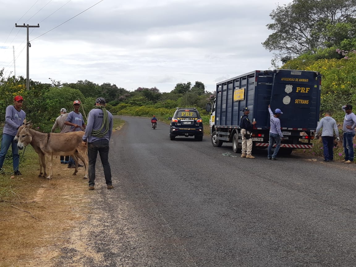 Apreensão de animal pela PRF na região Norte do Piauí