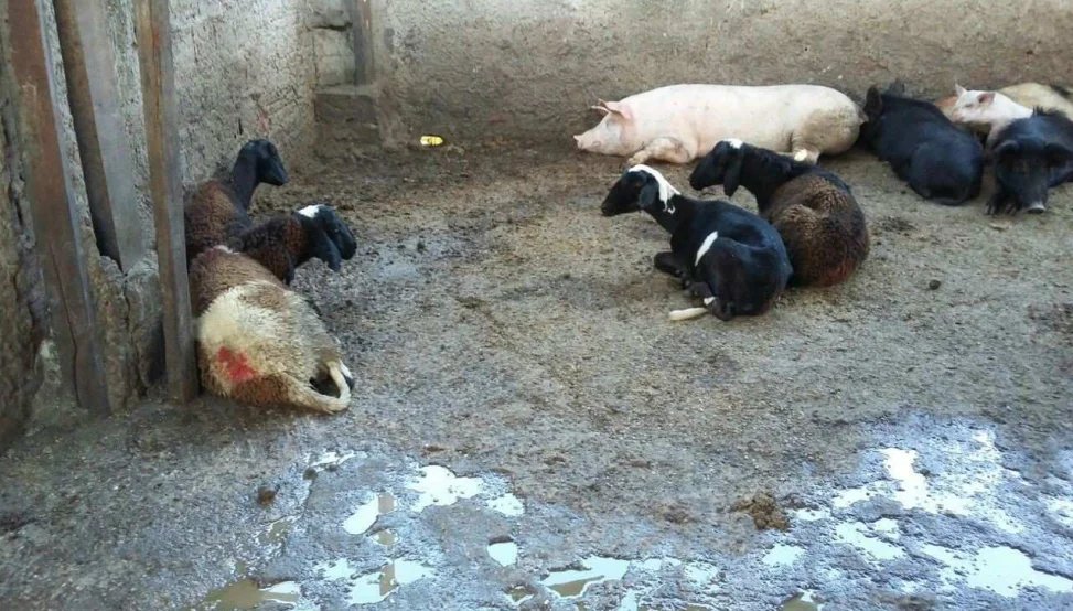 MP constatou maus tratos a animais