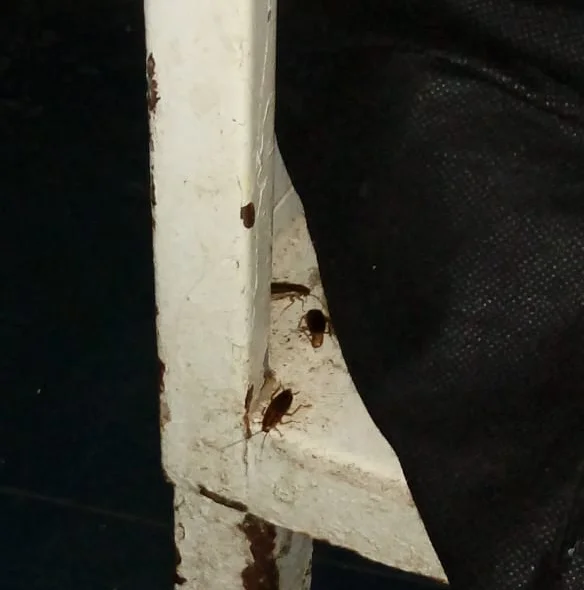 Insetos no Hospital de Picos