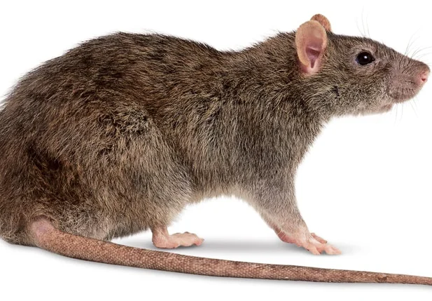 Rato
