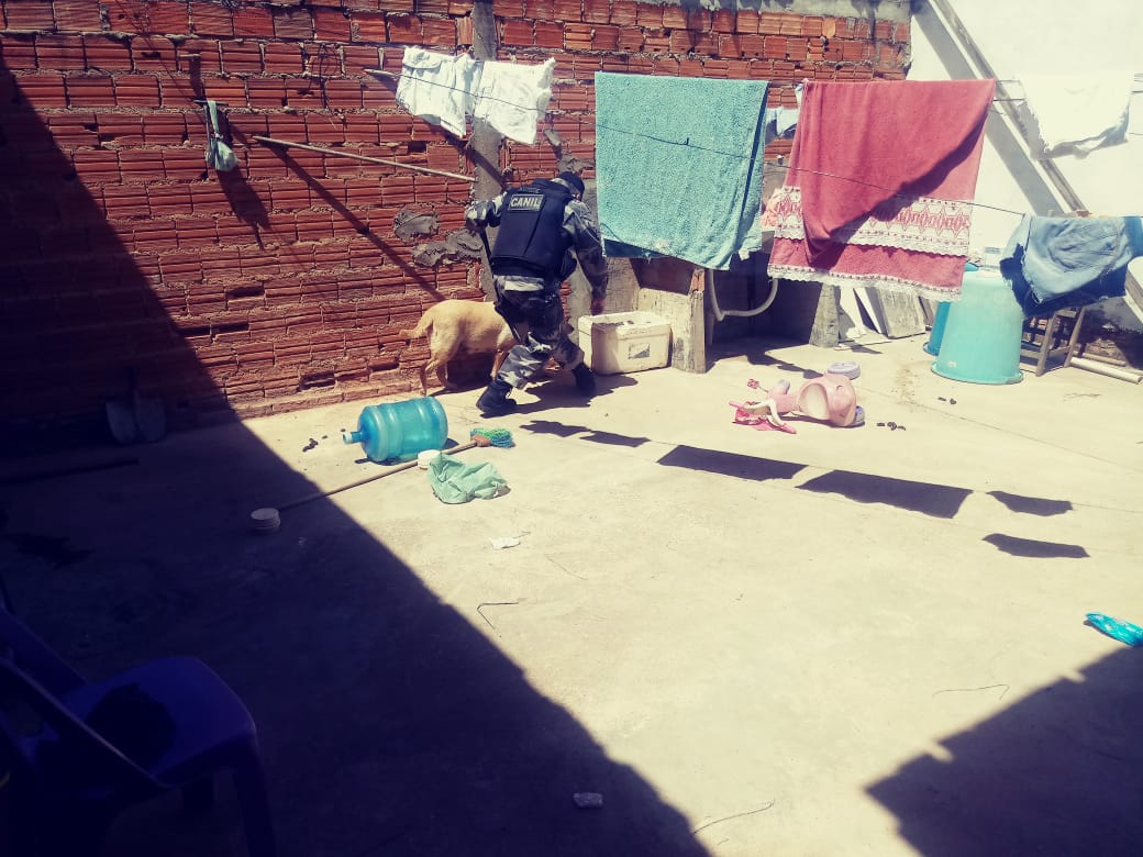 Cachorra utilizada pela polícia para encontrar drogas