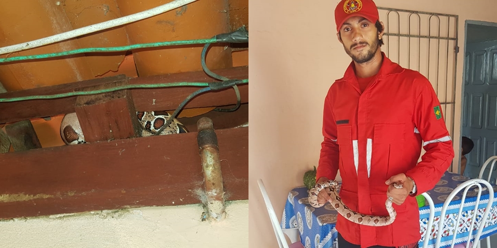 Jibóia capturada em residência de Piripiri