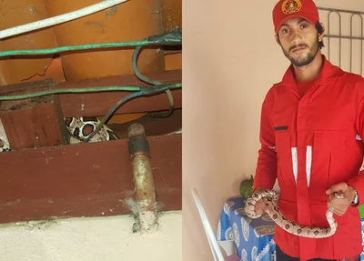 Jibóia capturada em residência de Piripiri