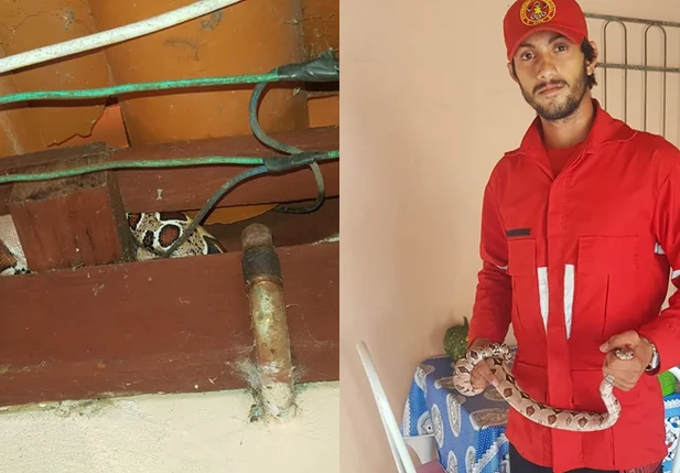 Jibóia capturada em residência de Piripiri