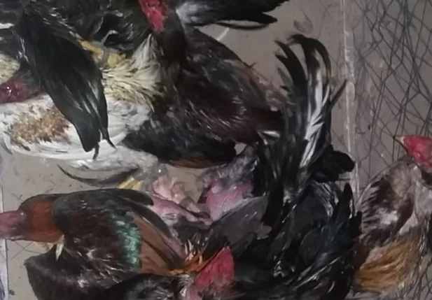 Animais foram encontrados no quintal de uma residencia em Luis Correa 