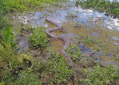 Cobra resgatada em Água Branca
