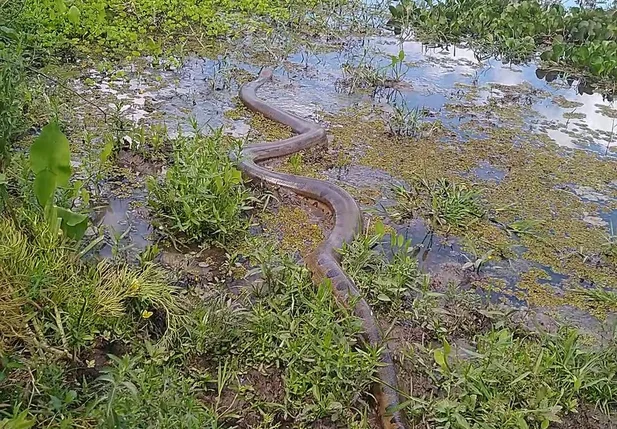 Cobra resgatada em Água Branca
