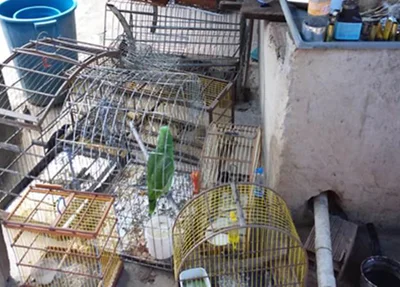 Animais apreendidos 