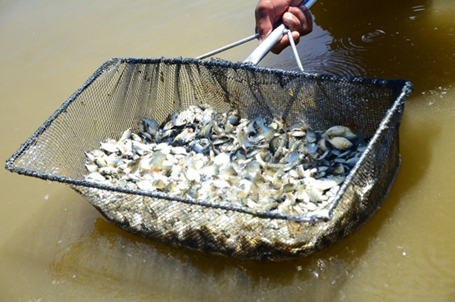 Feira de Piscicultura do Festival do Peixe