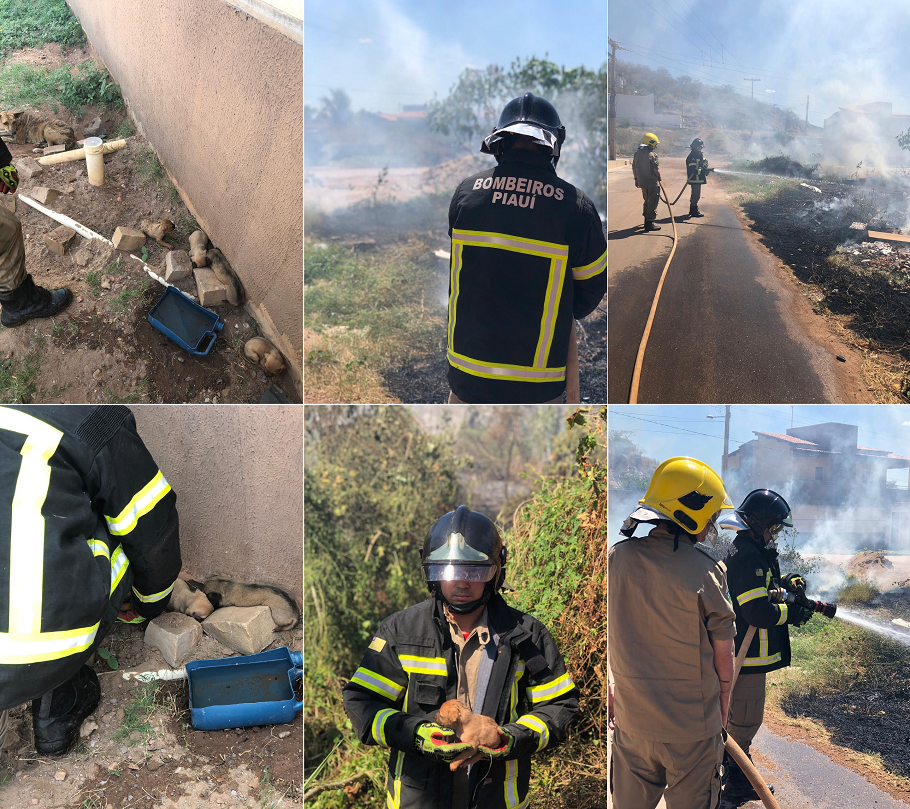 Resgaste de filhotes de cachorro em Picos