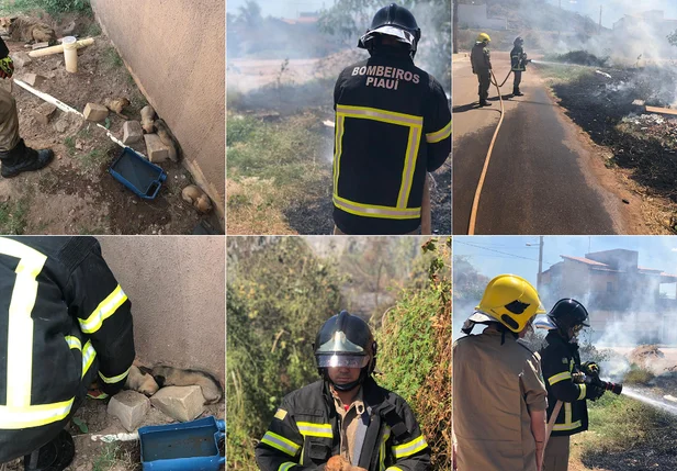 Resgaste de filhotes de cachorro em Picos