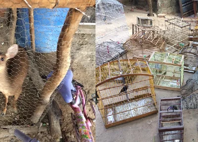 Animais recuperados pela BPA