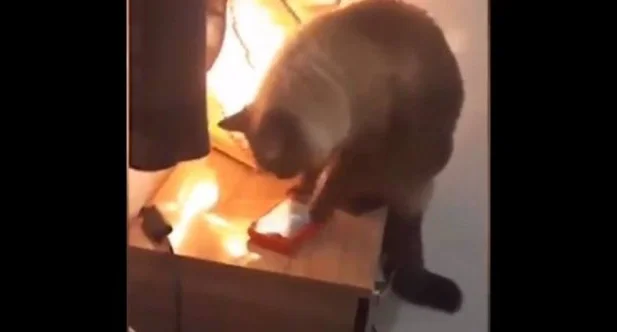 Gato aprende a desligar o despertador das donas e é pego no flagra