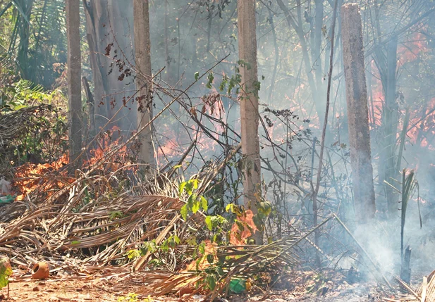 Morador é flagrado ateando fogo em vegetação no Paulo de Tarso