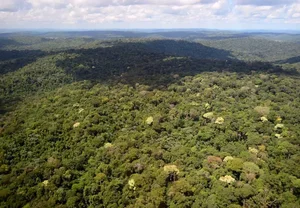 Floresta Nacional do Jamanxim, um dos principais alvos do desmatamento na Amazônia 
