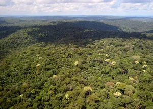 Floresta Nacional do Jamanxim, um dos principais alvos do desmatamento na Amazônia 