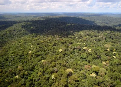 Floresta Nacional do Jamanxim, um dos principais alvos do desmatamento na Amazônia 