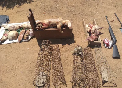 Animais encontrados mortos