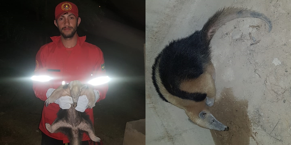 Tamanduá fêmea capturado em frente à residência em Piripiri