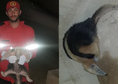 Tamanduá fêmea capturado em frente à residência em Piripiri