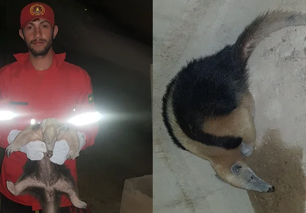 Tamanduá fêmea capturado em frente à residência em Piripiri